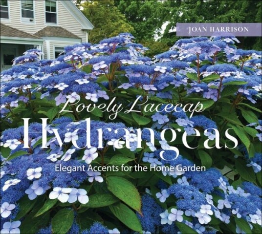 Lovely Lacecap Hydrangeas Lovely Lacecap Hydrangeas