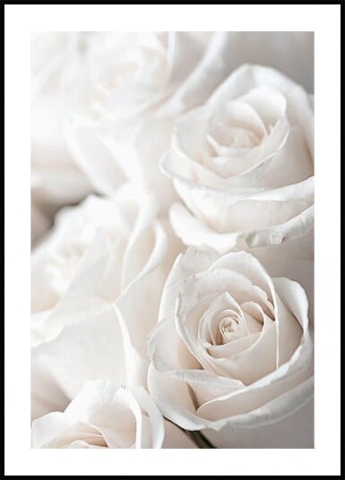 White Blossoming Roses Plakat Plakat / 50x70cm