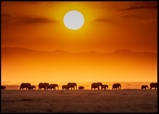 African Sunset Elephants Plakat / 21x30