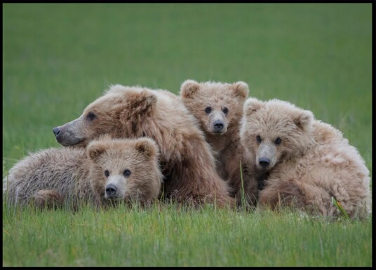Brown Bear Family Plakat / 21x30 Brown Bear Family Plakat / 21x30