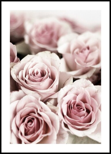 Soft Pink Roses Plakat Plakat / 50x70cm