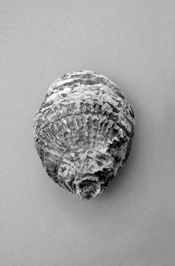 Malerifabrikken Poster Oyster 3 1713386-01-48