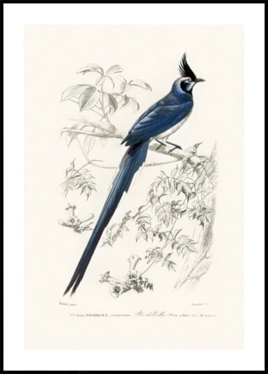 Black Throated Magpie Jay Plakat / 70x100