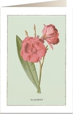 Tassotti Gratulasjonskort B6 + Konvolutt 6023 Oleander