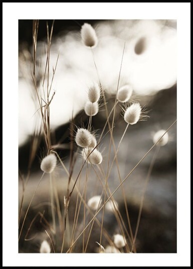 Grass In Sunlight Plakat Plakat / 100x150cm