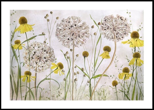 Alliums and heleniums Poster Plakat / 40x50cm