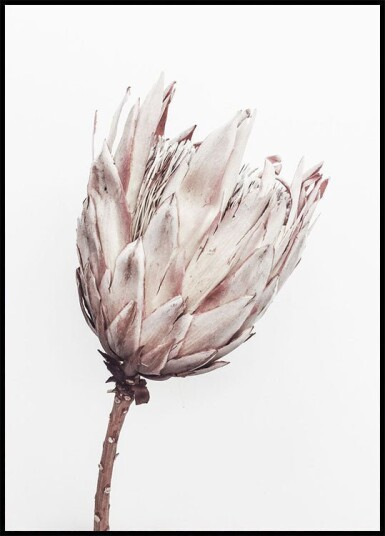 Close Up  Dried Flower Plakat Plakat / 100x150cm