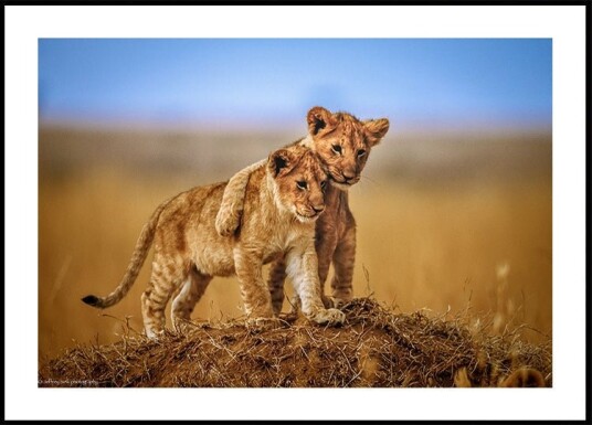 Brothers for Life Plakat Plakat / 50x70cm