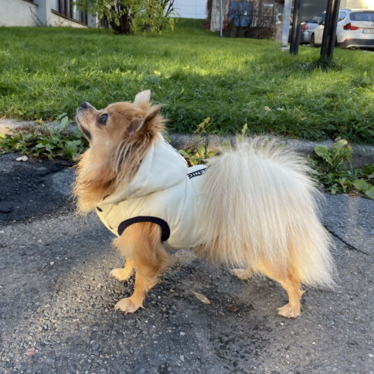 Varm Hundevest Med Avtagbar Hette