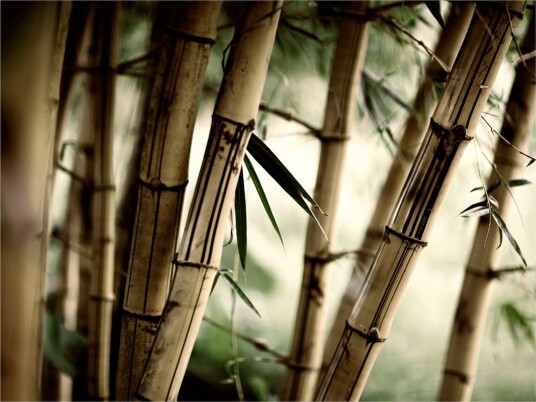 Fototapet Fog And Bamboo Forest 250x193 - Artgeist sp. z o. o.