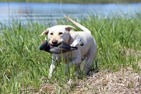 Asd Dog Training Tool Ez-Bird Pheasant Asd Dog Training Tool Ez-Bird Pheasant