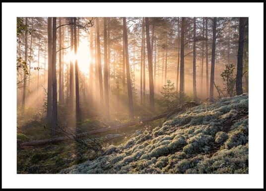 Fog in the forest with white moss in the forground Poster Plakat / 70x100cm