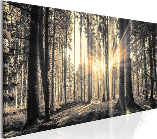 Bilde Forest Sun 150x50 Artgeist sp. z o. o.