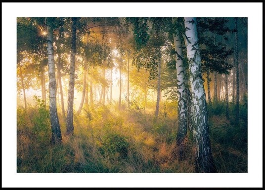 Gold in the forest Poster Plakat / 100x150cm Gold in the forest Poster Plakat / 100x150cm