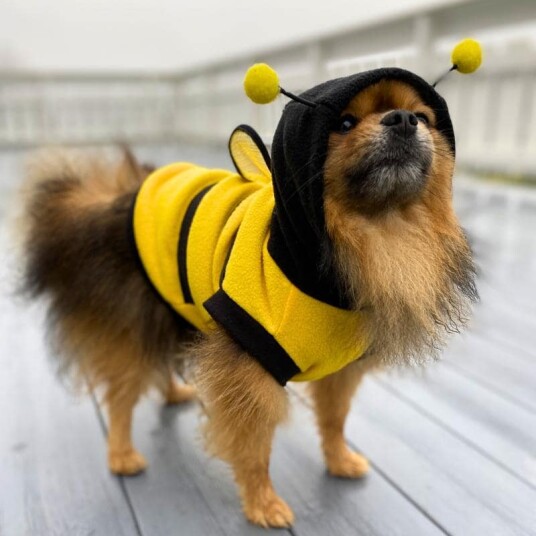 Bie-Festkostyme Til Hund