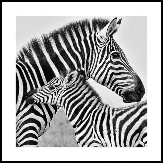 Love Plakat Plakat / 100x100cm Love Plakat Plakat / 100x100cm