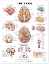 Anatomical Chart Company The Brain Anatomical Chart Anatomical Chart Company The Brain Anatomical Chart