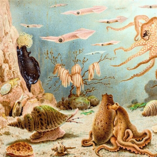 Chypho Episodes In Oceanography CD