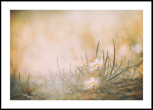 Peaceful Meadow Daisies Plakat / 21x30 Peaceful Meadow Daisies Plakat / 21x30