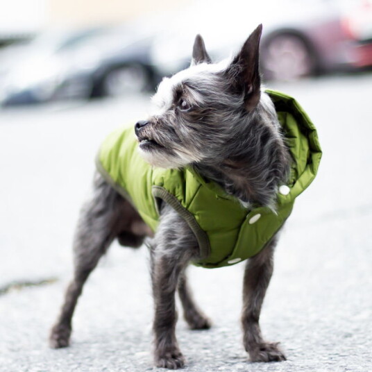 Varm Hundevest Med Avtagbar Hette Varm Hundevest Med Avtagbar Hette