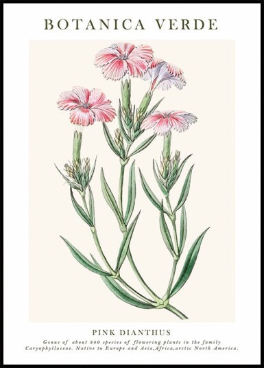 Pink Dianthus Botanical Plakat Plakat / 50x70cm