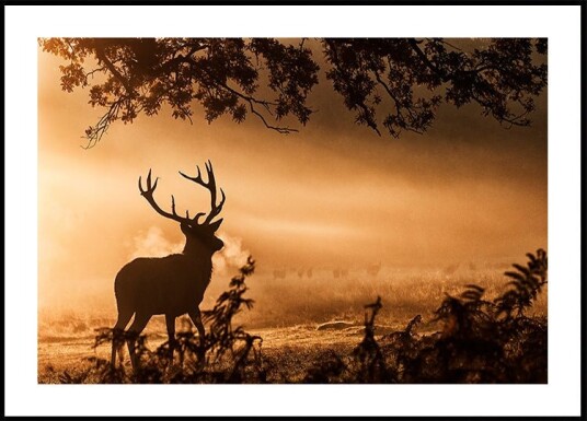 Red Deer Stag in the Mist Poster Plakat / 70x100cm