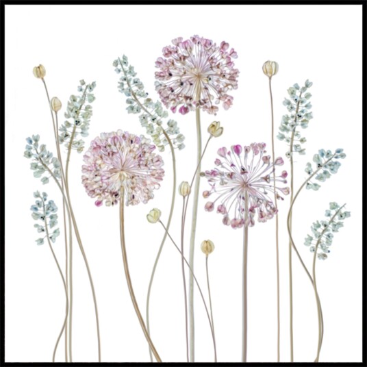 Allium Plakat / 30x30 Allium Plakat / 30x30