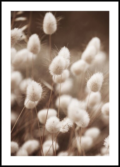 Soft Elegance of Lagurus Plakat Plakat / 21x30cm