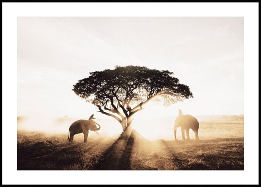 Elephants and Tree at Sunrise Plakat Plakat / 40x50cm
