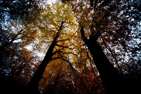 Black trees av David Foli Black trees av David Foli