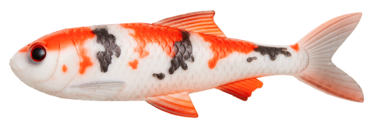 PulzBait Starter Kit Roach 15cm   Koi Carp