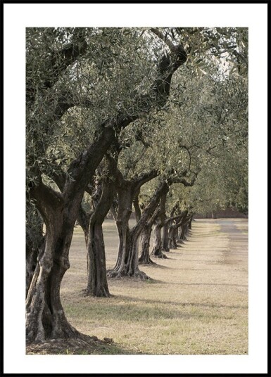 Trail In The Olive Garden Plakat Plakat / 100x150cm