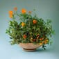 Bergs Potter Ada Krukke Rose 30x9