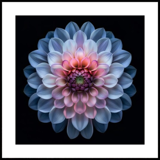 Vibrant Dahlia Bloom Plakat / 30x30