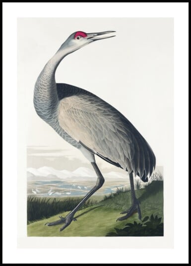 Hooping Crane From Birds of America 1827 Plakat / 30x40