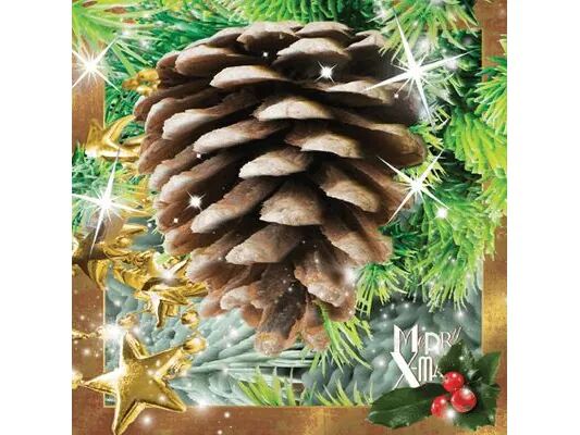 Worth Keeping Postcard 3D Pine cone Worth Keeping Postcard 3D Pine cone
