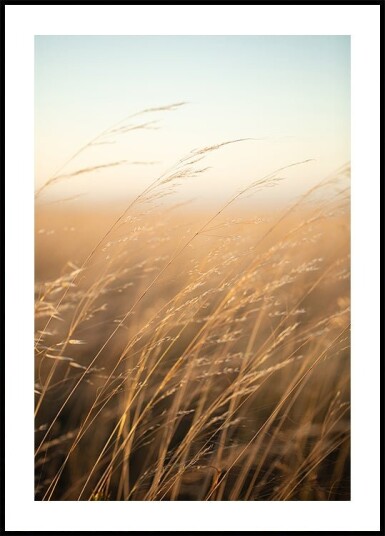 Golden Prairie Grass Plakat Plakat / 21x30cm Golden Prairie Grass Plakat Plakat / 21x30cm