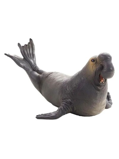 Mojo Sealife   Elephant Seal