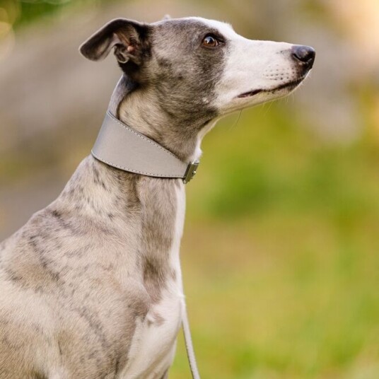 Collar Of Sweden Hundehalsbånd Brett Med Reflleks (M)