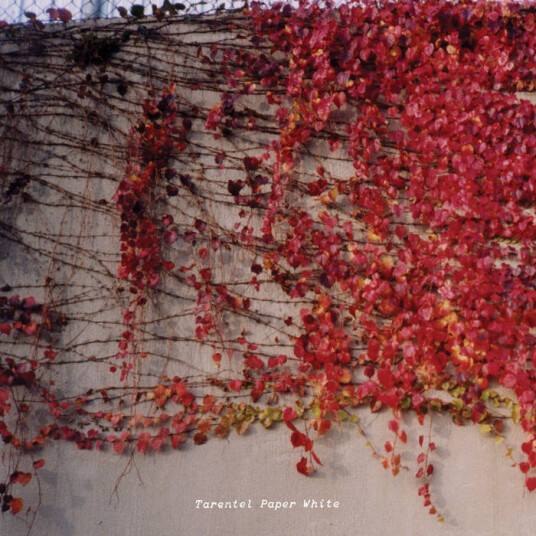 Tarentel Paper Things EP CD