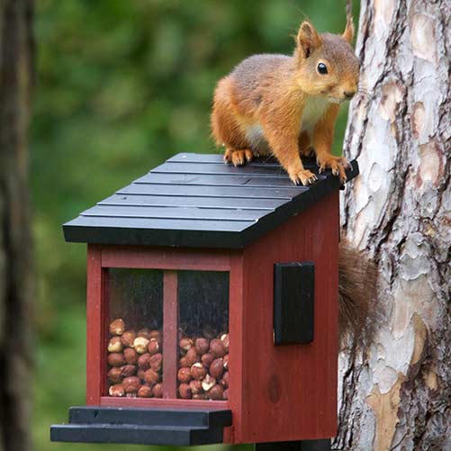 Wildlife Garden Ekornmater Rød Wildlife Garden Ekornmater Rød