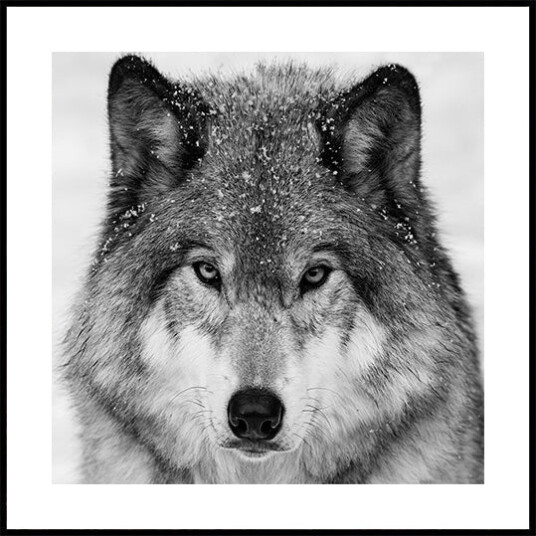 Wolf Portrait Plakat Plakat / 30x30cm