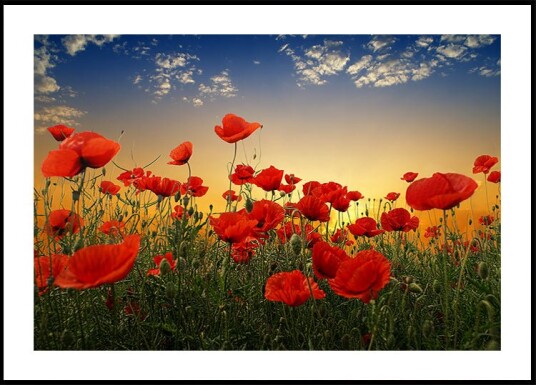 Albena Markova Poppies Plakat / 30x40cm