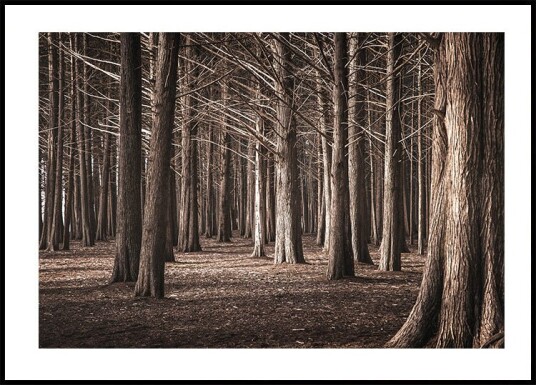Pinewood Forest Plakat Plakat / 40x50cm