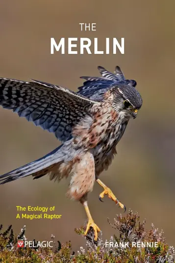 The Merlin The Merlin