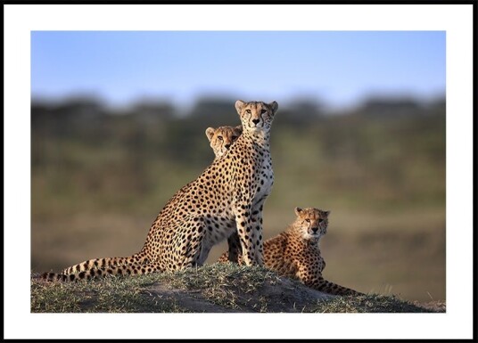 Cheetahs Family Plakat Plakat / 21x30cm Cheetahs Family Plakat Plakat / 21x30cm