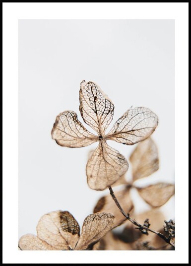 Four Leaves Plant Plakat Plakat / 100x150cm