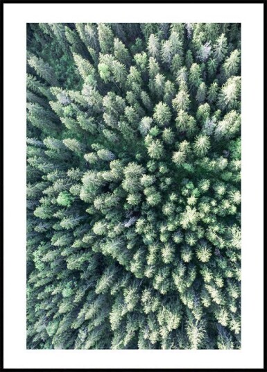 Forest From Above Plakat Plakat / 70x100cm