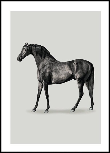 Black Horse Port. Drawing Plakat Plakat / 30x40cm