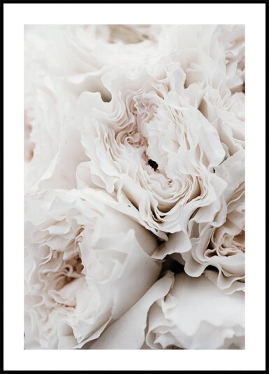 White Blossoming Roses Plakat Plakat / 100x150cm